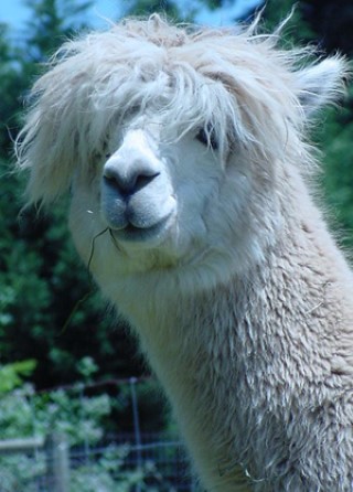 Alpaca For Sale - IAOC Bonnet at Fancy Fiber Farm